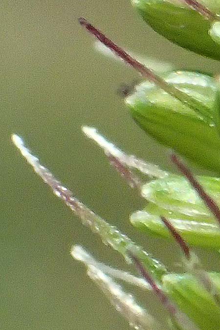 Setaria verticillata \ Kletten-Borstenhirse, Quirlige Borstenhirse, D Heidelberg 12.8.2023