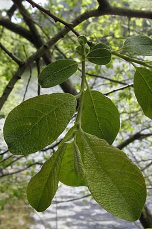 Salix aurita \ Ohr-Weide, D Schwarzwald, Feldsee 18.5.2007