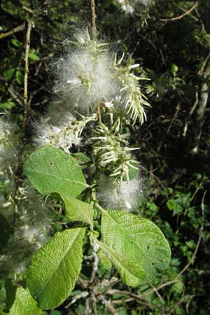 Salix aurita \ Ohr-Weide, D Villingen-Schwenningen 18.5.2007