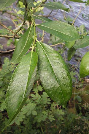 Salix appendiculata / Large-Leaved Willow, D Black-Forest, Feldsee 24.6.2007