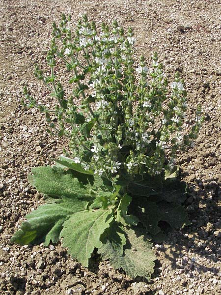 Salvia aethiopis \ Ungarischer Salbei, Woll-Salbei, D Botan. Gar.  Universit.  Mainz 4.8.2007