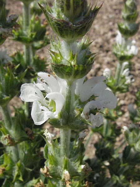 Salvia aethiopis \ Mohren-Salbei / Woolly Clary, Mediterranean Sage, D Botan. Gar.  Universit.  Mainz 4.8.2007