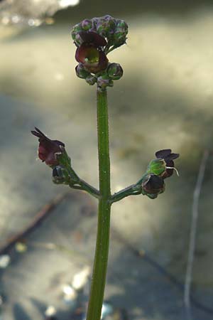 Scrophularia auriculata \ Wasser-Braunwurz / Water Figwort, D Eggenstein-Leopoldshafen 28.6.2015