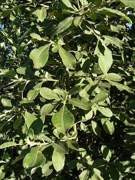 Salix aurita \ Ohr-Weide / Eared Willow, D Leutkirch 10.7.2015