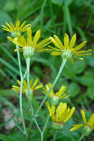 Senecio aquaticus \ Wasser-Greiskraut, D Allensbach 11.7.2015