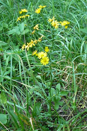 Senecio aquaticus \ Wasser-Greiskraut, D Allensbach 11.7.2015