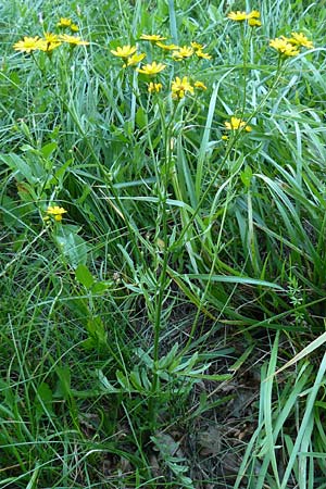 Senecio aquaticus \ Wasser-Greiskraut, D Allensbach 11.7.2015