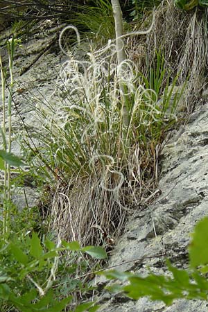 Stipa eriocaulis subsp. austriaca \ Zierliches Federgras, D Beuron 26.6.2018