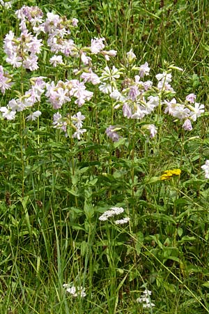 Saponaria officinalis \ Gemeines Seifenkraut, D Kaiserslautern 19.8.2020