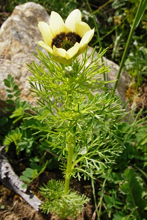 Adonis aestivalis forma citrina \ Sommer-Adonisrschen / Summer Pheasant's Eye, D Würzburg 9.5.2015