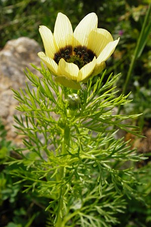 Adonis aestivalis forma citrina \ Sommer-Adonisrschen / Summer Pheasant's Eye, D Würzburg 9.5.2015