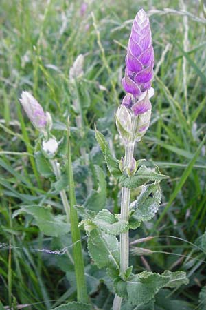 Salvia nemorosa \ Hain-Salbei, Steppen-Salbei / Balkan Clary, D Mannheim 13.5.2015