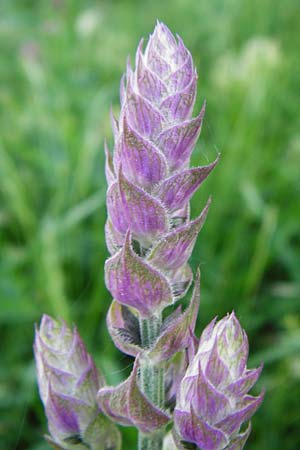 Salvia nemorosa \ Hain-Salbei, Steppen-Salbei, D Mannheim 13.5.2015