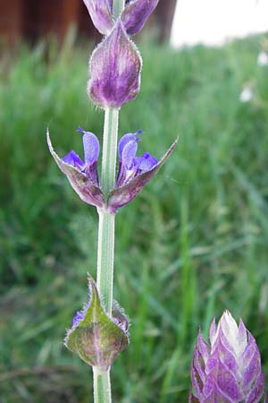 Salvia nemorosa \ Hain-Salbei, Steppen-Salbei / Balkan Clary, D Mannheim 13.5.2015