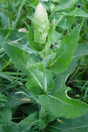 Salvia nemorosa \ Hain-Salbei, Steppen-Salbei / Balkan Clary, D Mannheim 13.5.2015