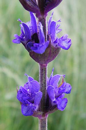 Salvia nemorosa \ Hain-Salbei, Steppen-Salbei / Balkan Clary, D Mannheim 13.5.2015