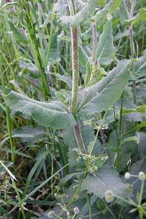 Salvia nemorosa \ Hain-Salbei, Steppen-Salbei / Balkan Clary, D Mannheim 13.5.2015