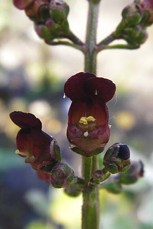 Scrophularia auriculata \ Wasser-Braunwurz / Water Figwort, D Eggenstein-Leopoldshafen 28.6.2015