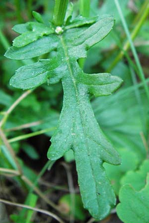 Senecio aquaticus \ Wasser-Greiskraut / Marsh Ragwort, D Allensbach 11.7.2015