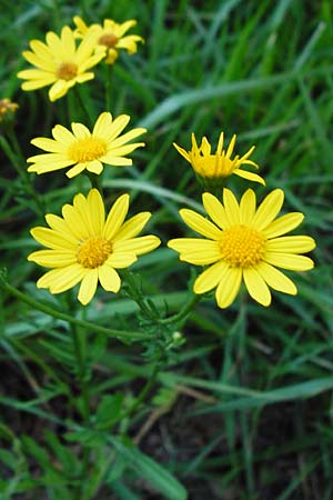 Senecio aquaticus \ Wasser-Greiskraut, D Allensbach 11.7.2015