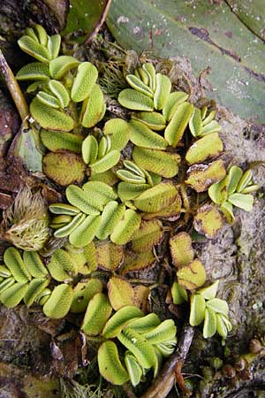 Salvinia natans \ Gemeiner Schwimmfarn / Floating Moss, D Altlussheim 22.7.2015