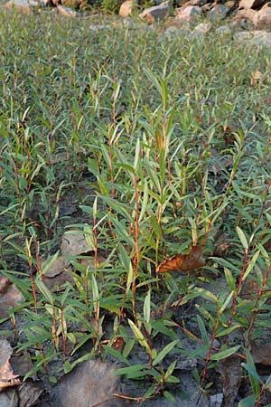 Salix alba \ Silber-Weide / White Willow, D Biblis 28.9.2015