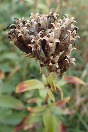 Saponaria officinalis \ Gemeines Seifenkraut, D Mannheim 21.10.2015