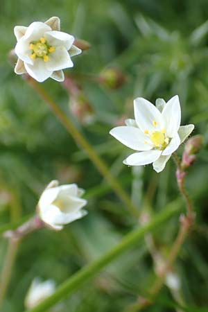 Spergula arvensis \ Acker-Sprgel / Corn Spurrey, D Erlenbach am Main 28.4.2016