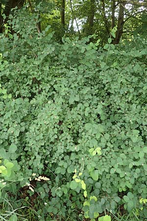 Symphoricarpos albus \ Schneebeere / Snowberry, D Gelnhausen 11.6.2016