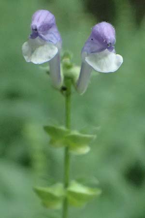 Scutellaria altissima \ Hohes Helmkraut, D Weinheim an der Bergstraße 20.6.2016