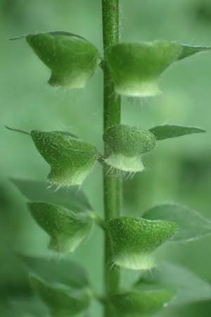 Scutellaria altissima / Tall Skullcap, D Weinheim an der Bergstraße 20.6.2016