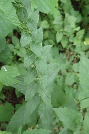 Scutellaria altissima \ Hohes Helmkraut / Tall Skullcap, D Weinheim an der Bergstraße 20.6.2016