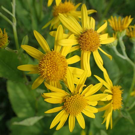 Senecio alpinus / Alpine Ragwort, D Pfronten 28.6.2016