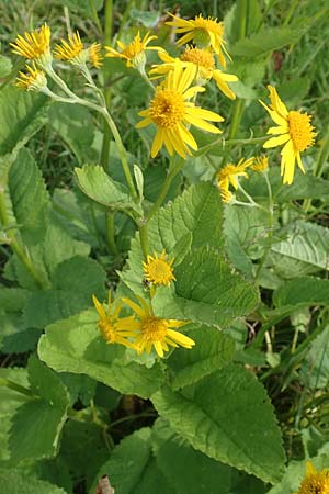 Senecio alpinus \ Alpen-Greiskraut, D Pfronten 28.6.2016