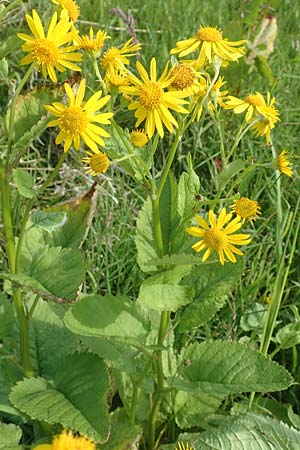 Senecio alpinus / Alpine Ragwort, D Pfronten 28.6.2016