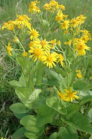 Senecio alpinus \ Alpen-Greiskraut / Alpine Ragwort, D Pfronten 28.6.2016