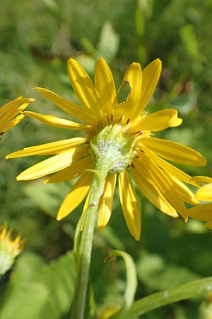 Senecio alpinus \ Alpen-Greiskraut / Alpine Ragwort, D Pfronten 28.6.2016