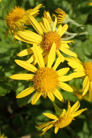 Senecio alpinus \ Alpen-Greiskraut / Alpine Ragwort, D Pfronten 28.6.2016