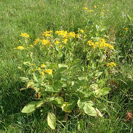 Senecio alpinus \ Alpen-Greiskraut / Alpine Ragwort, D Pfronten 28.6.2016