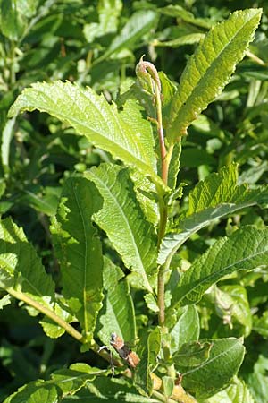 Salix aurita x caprea \ Weiden-Hybride, D Schwarzwald, Feldberg 10.7.2016