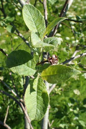 Salix caprea \ Sal-Weide, D Schwarzwald, Feldberg 10.7.2016