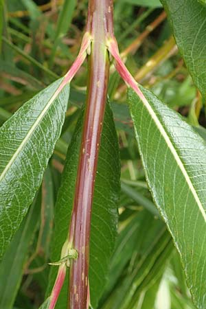 Salix udensis \ Japanische Drachen-Weide, Amur-Weide / Japanese Fantail Willow, D Kleinwallstadt am Main 16.7.2016