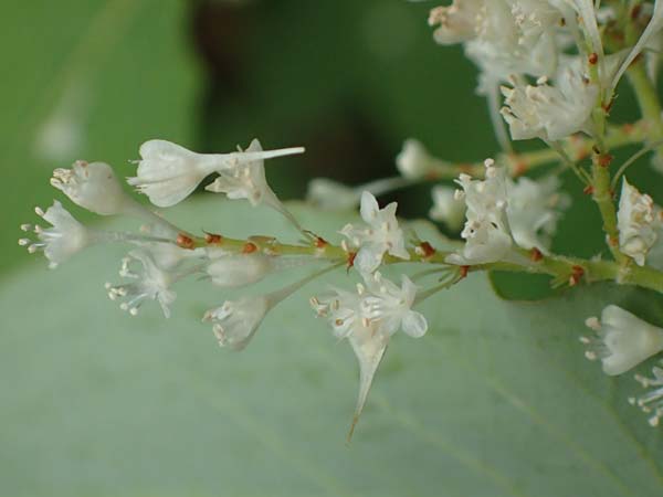 Fallopia sachalinensis / Giant Knodweed, D Heidelberg 20.9.2016