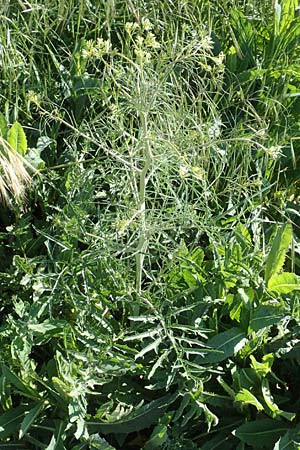 Sisymbrium altissimum \ Riesen-Rauke, Ungarische Rauke / Tall Rocket, D Hochheim am Main 26.5.2017