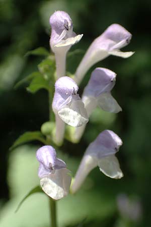 Scutellaria altissima \ Hohes Helmkraut, D Weinheim an der Bergstraße 31.5.2017