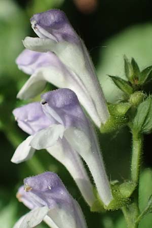 Scutellaria altissima \ Hohes Helmkraut / Tall Skullcap, D Weinheim an der Bergstraße 31.5.2017