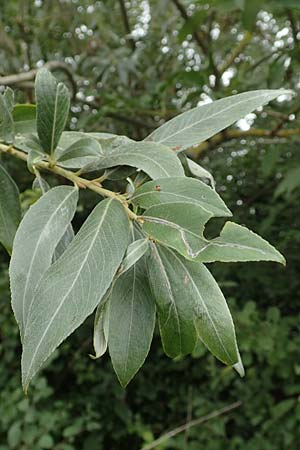 Salix alba var. caerulea \ Kricketschlger-Weide / Cricket Bat Willow, Blue Willow, D Groß-Gerau 28.7.2017