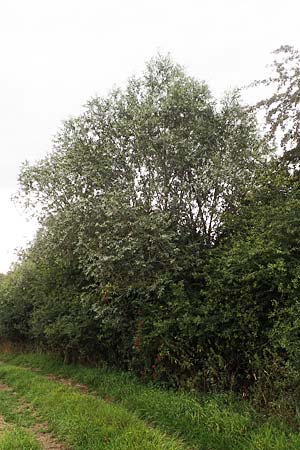 Salix alba var. caerulea \ Kricketschlger-Weide / Cricket Bat Willow, Blue Willow, D Groß-Gerau 28.7.2017