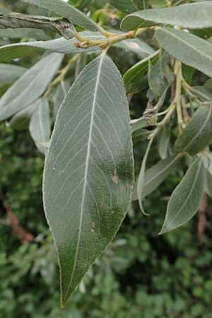 Salix alba var. caerulea \ Kricketschlger-Weide / Cricket Bat Willow, Blue Willow, D Groß-Gerau 28.7.2017