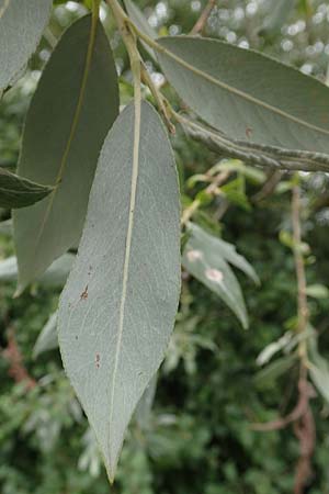 Salix alba var. caerulea \ Kricketschlger-Weide / Cricket Bat Willow, Blue Willow, D Groß-Gerau 28.7.2017